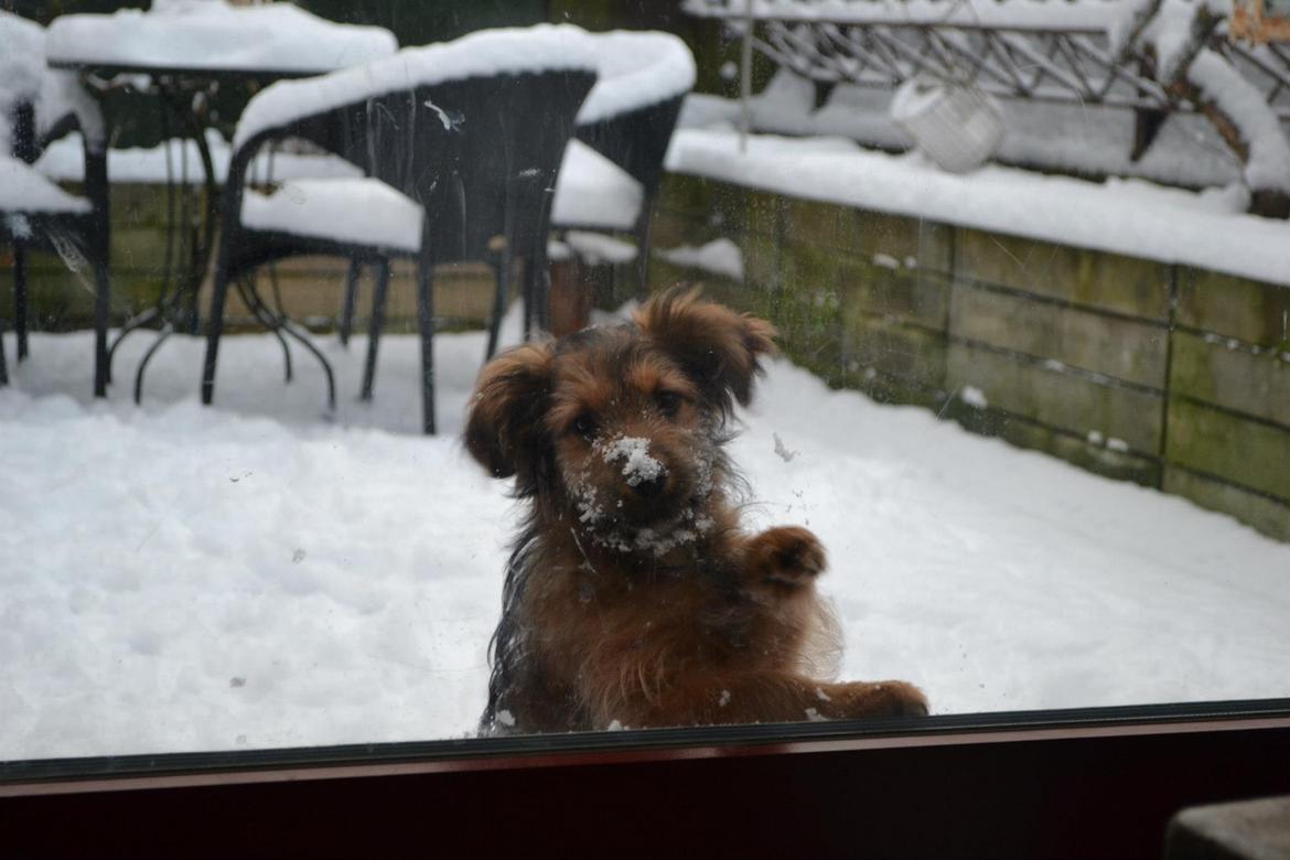 Blanding af racer Chewbacca (Chewie) billede 7