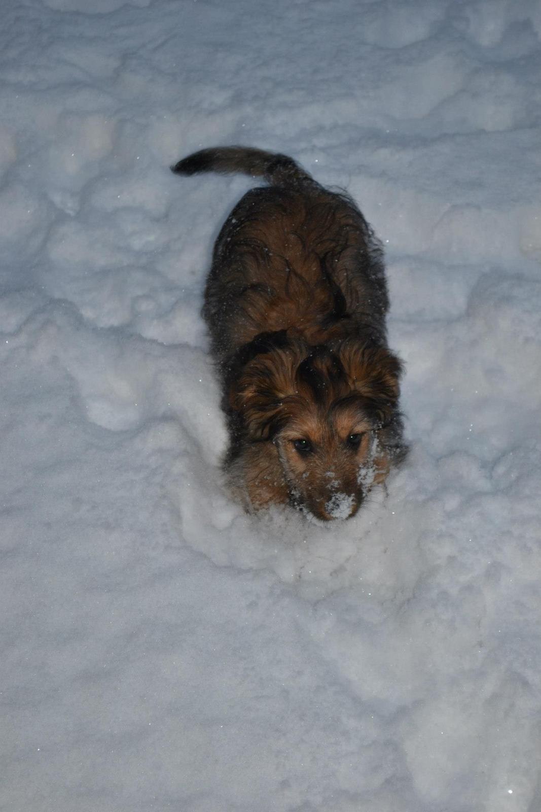 Blanding af racer Chewbacca (Chewie) billede 9