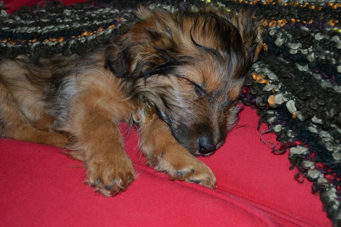 Blanding af racer Chewbacca (Chewie) billede 10