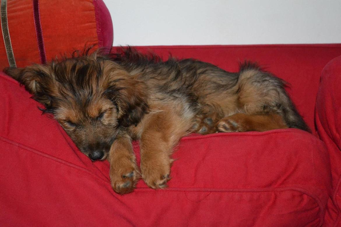 Blanding af racer Chewbacca (Chewie) - En træt Chewie, efter 2 timers leg i hundeparken!  billede 12