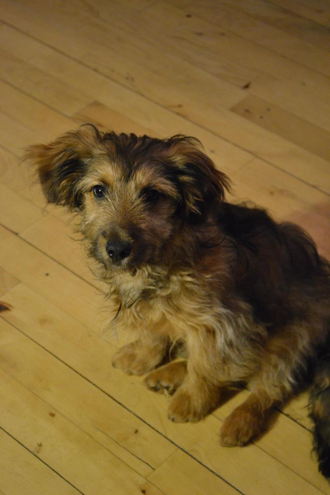 Blanding af racer Chewbacca (Chewie) billede 11