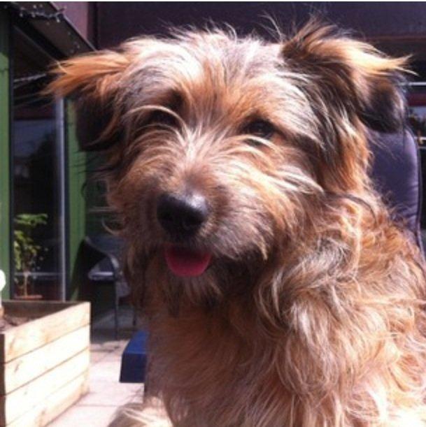 Blanding af racer Chewbacca (Chewie) billede 13