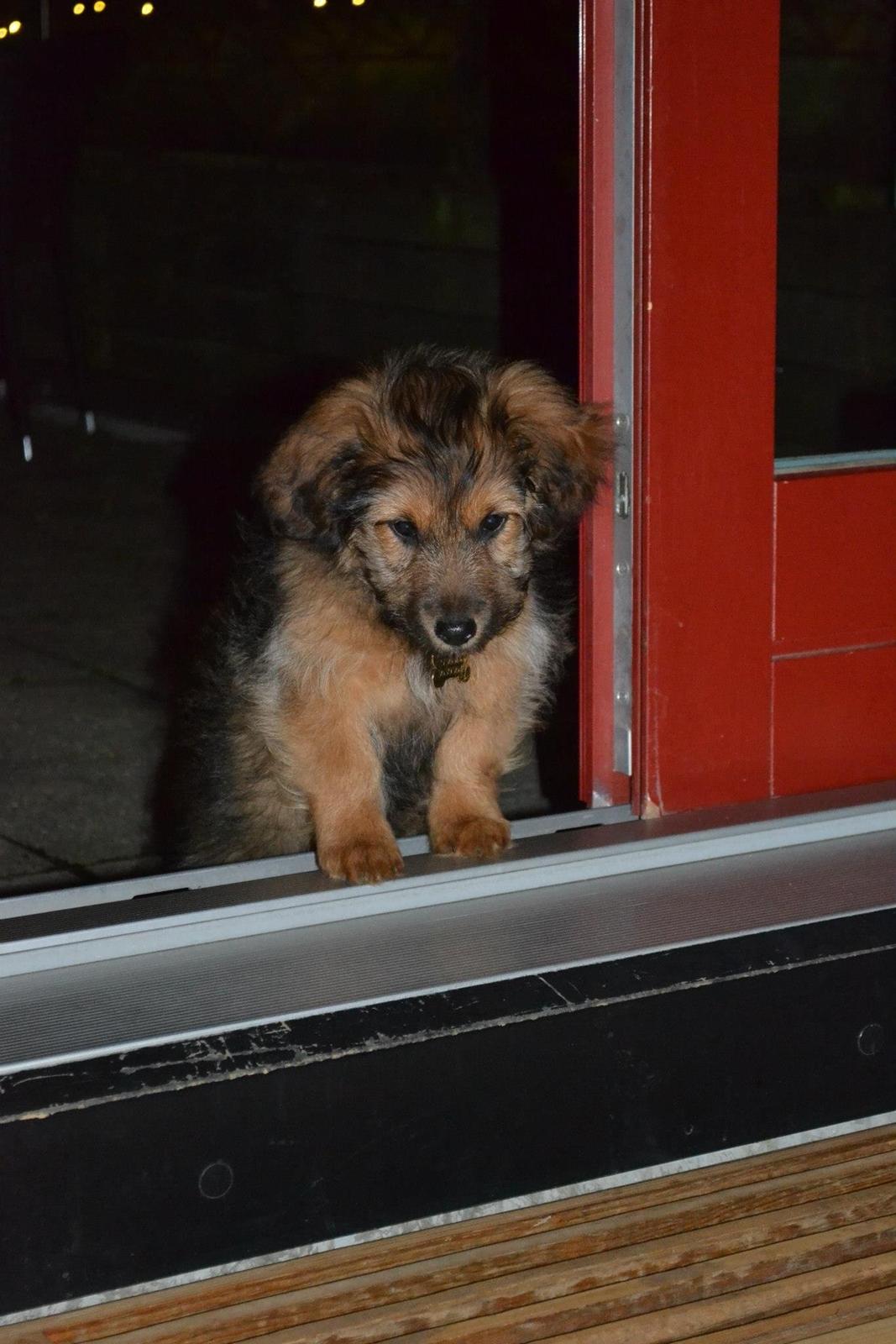 Blanding af racer Chewbacca (Chewie) billede 14