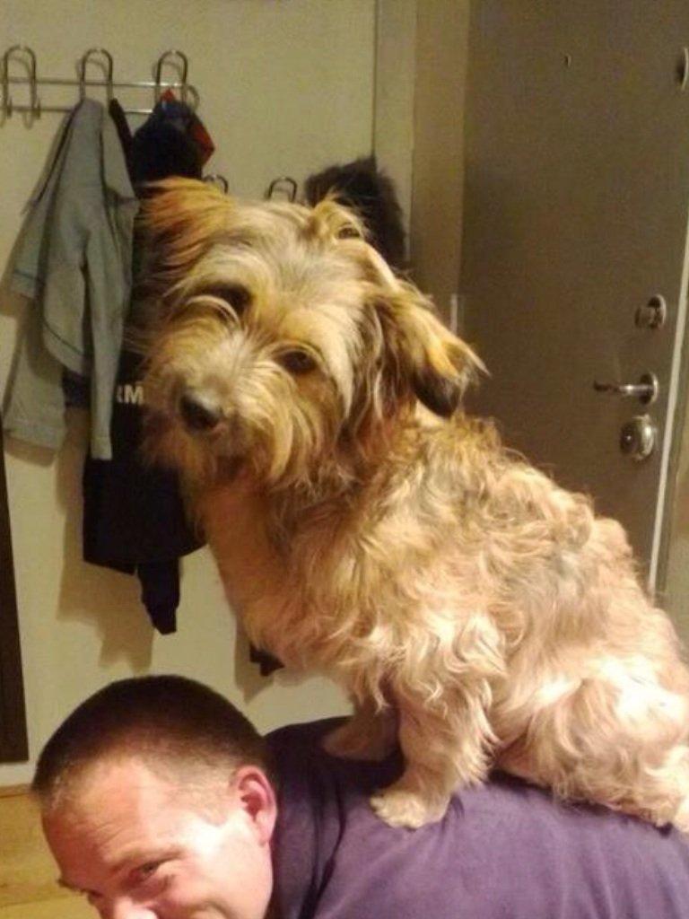 Blanding af racer Chewbacca (Chewie) billede 15