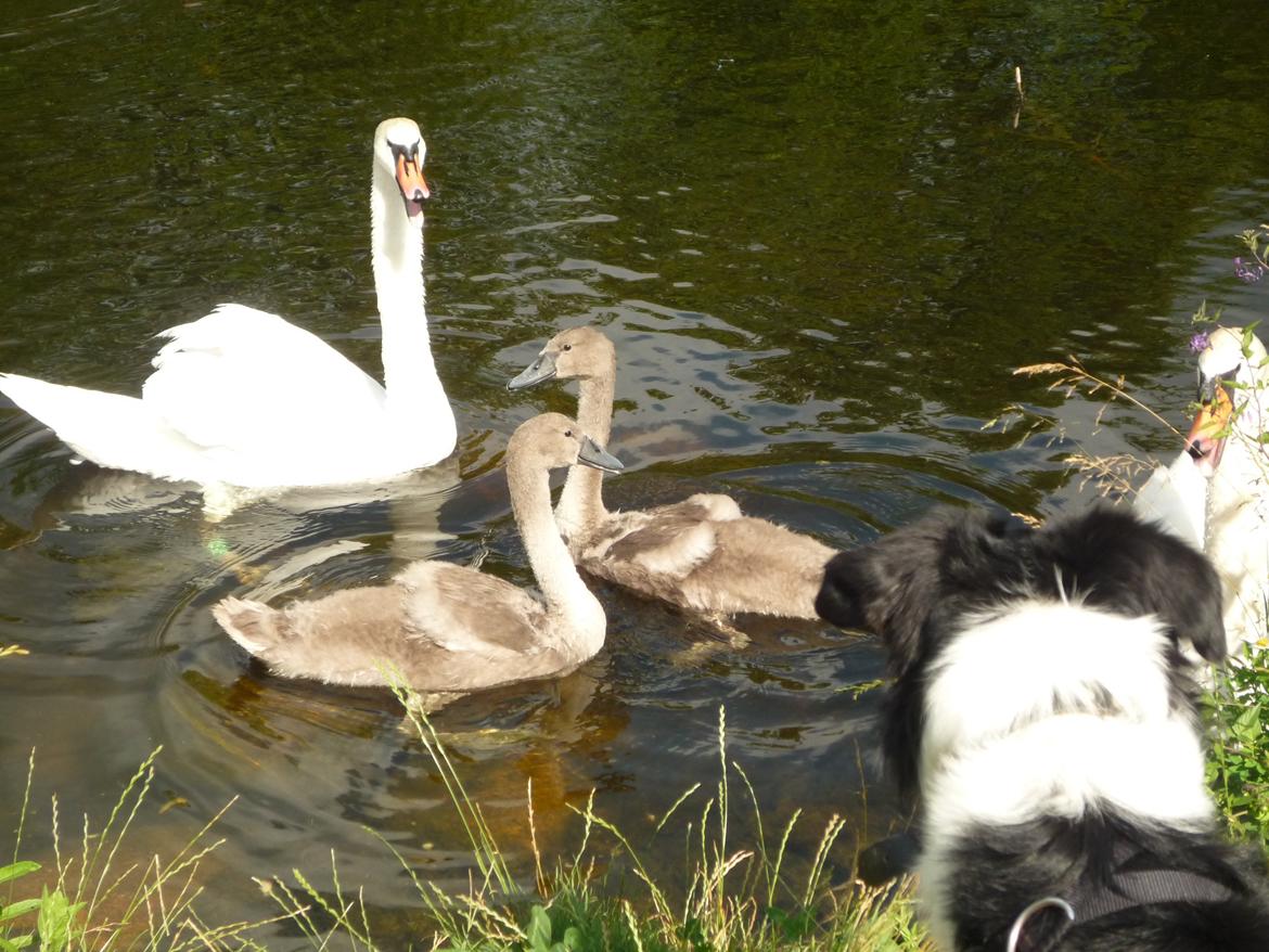 Border collie Nuser - Hyrdehund :) billede 15