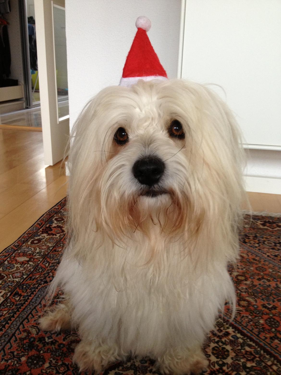 Coton de tulear Ziggy billede 18