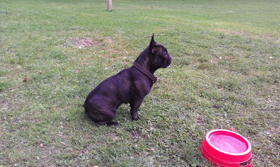 Fransk bulldog Cleo billede 2