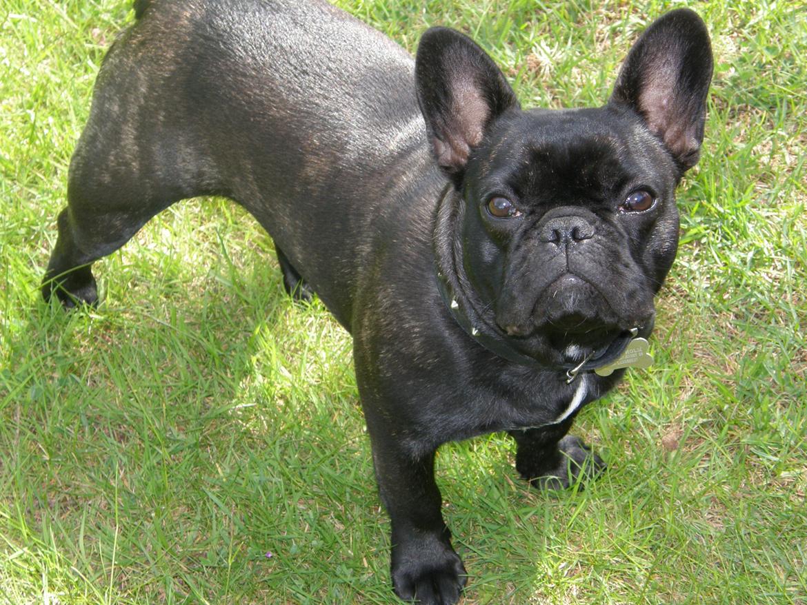 Fransk bulldog Cleo billede 3