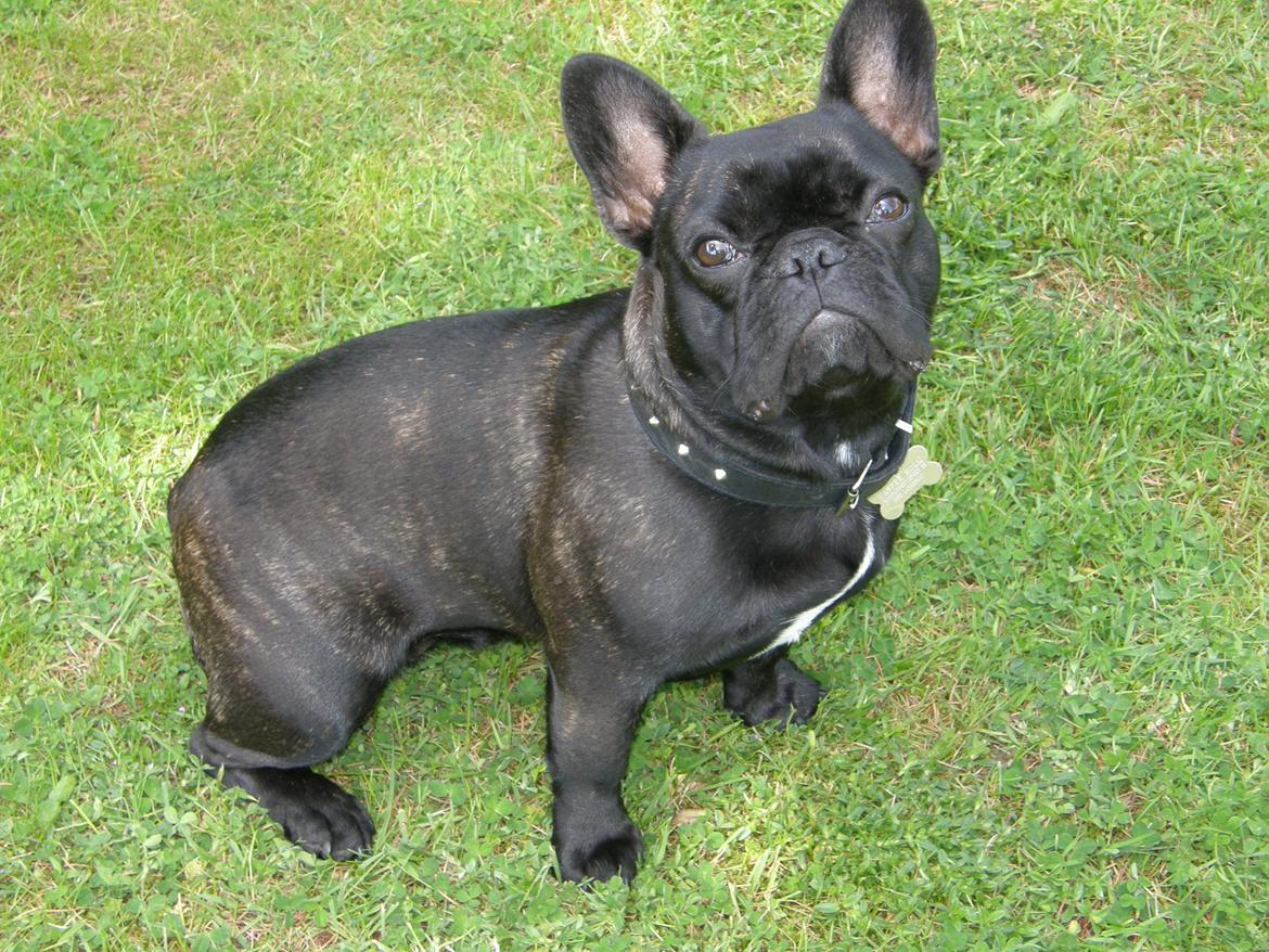 Fransk bulldog Cleo billede 4