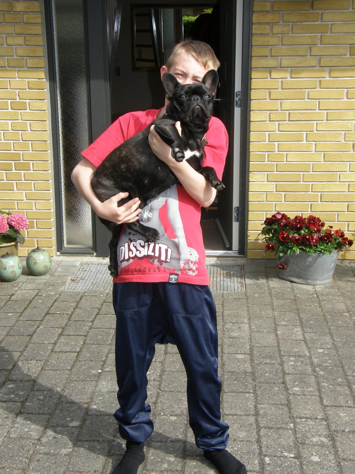 Fransk bulldog Cleo billede 5