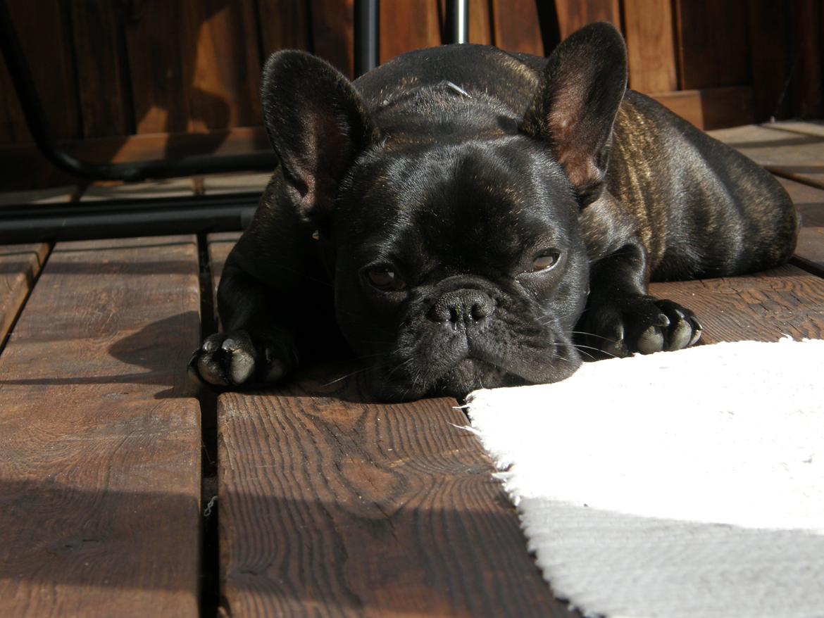 Fransk bulldog Cleo billede 7