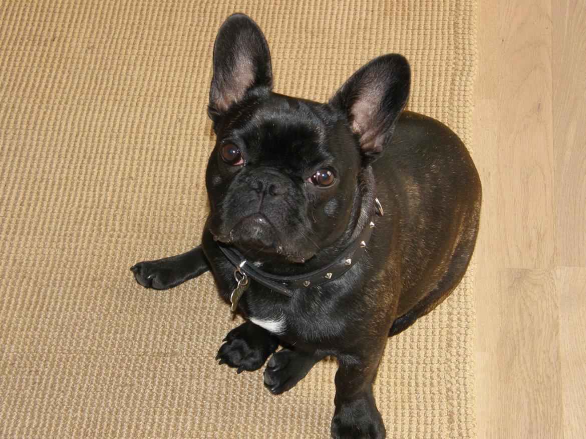 Fransk bulldog Cleo billede 9