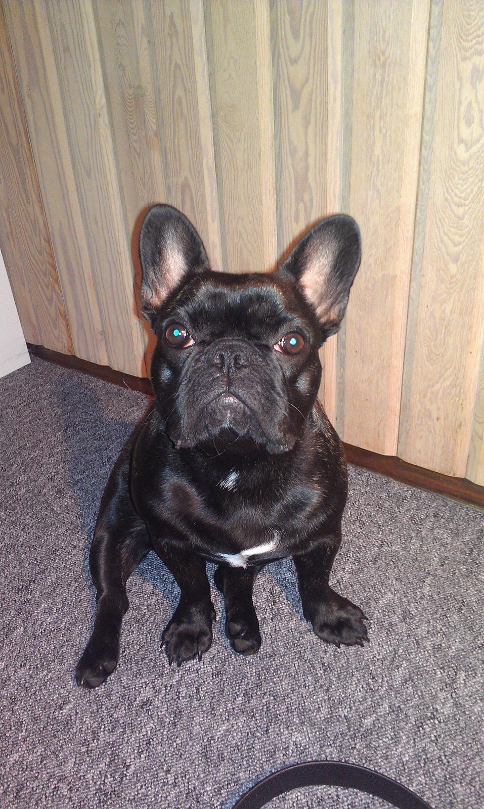 Fransk bulldog Cleo billede 10