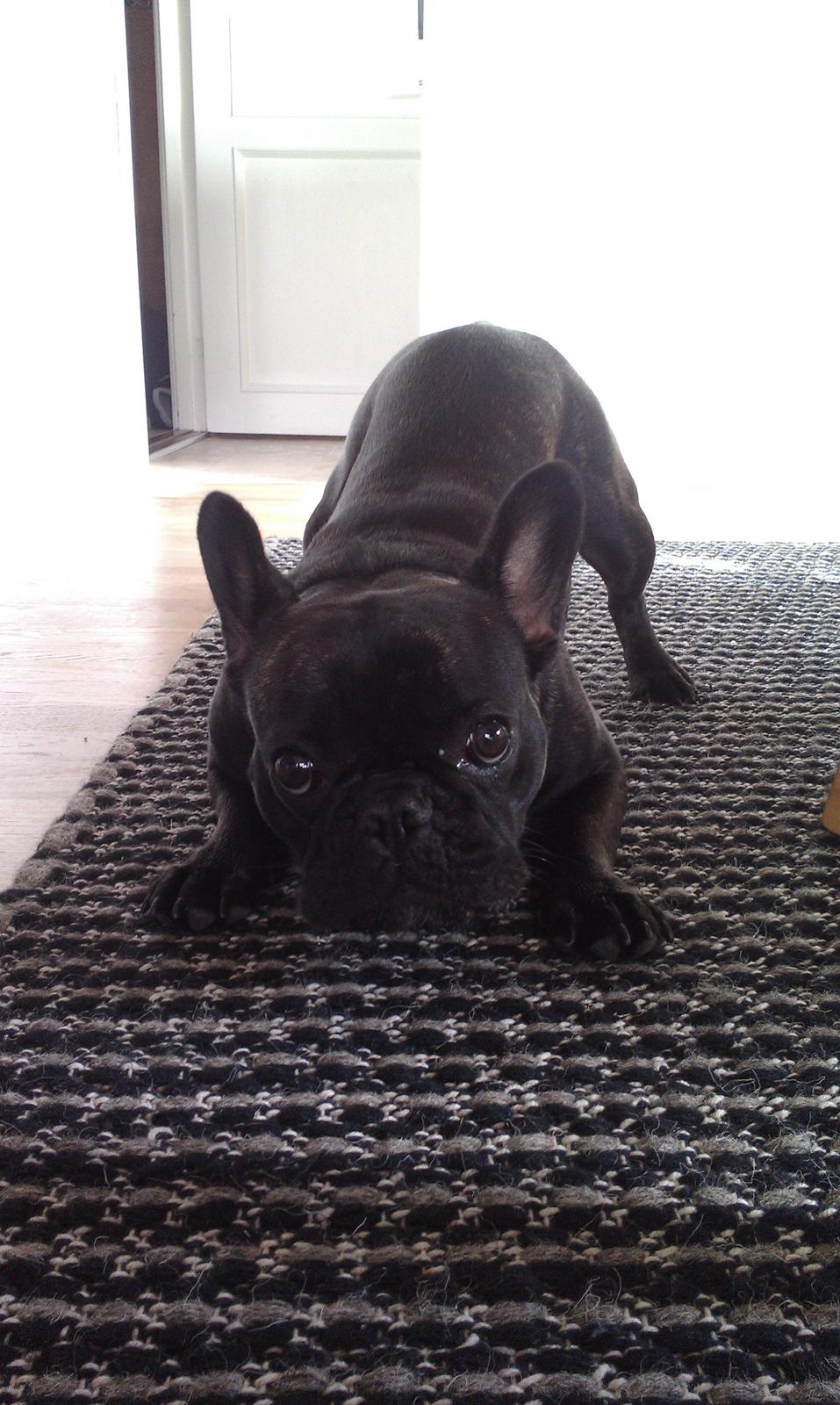 Fransk bulldog Cleo billede 11