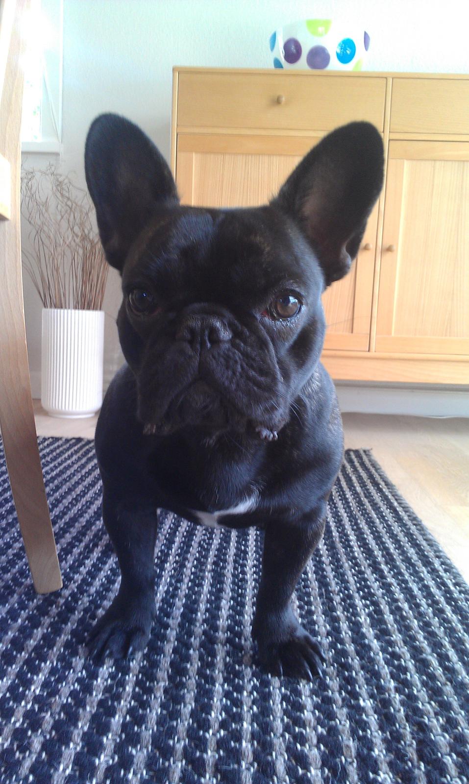 Fransk bulldog Cleo billede 12