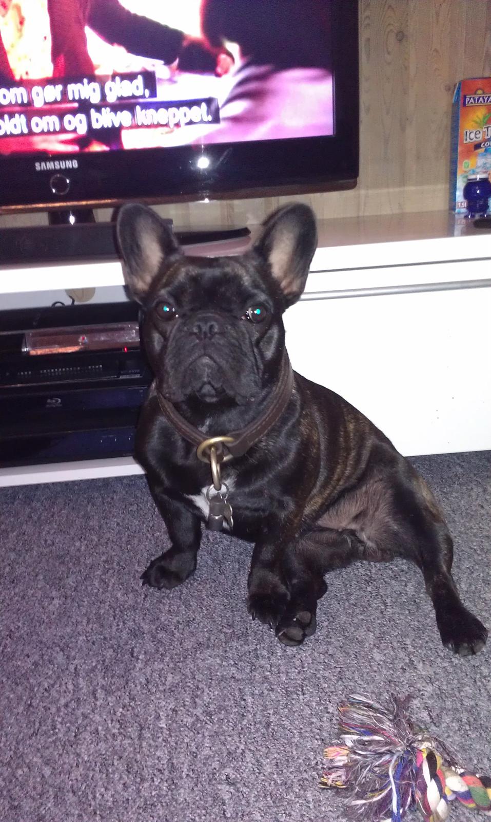 Fransk bulldog Cleo billede 13