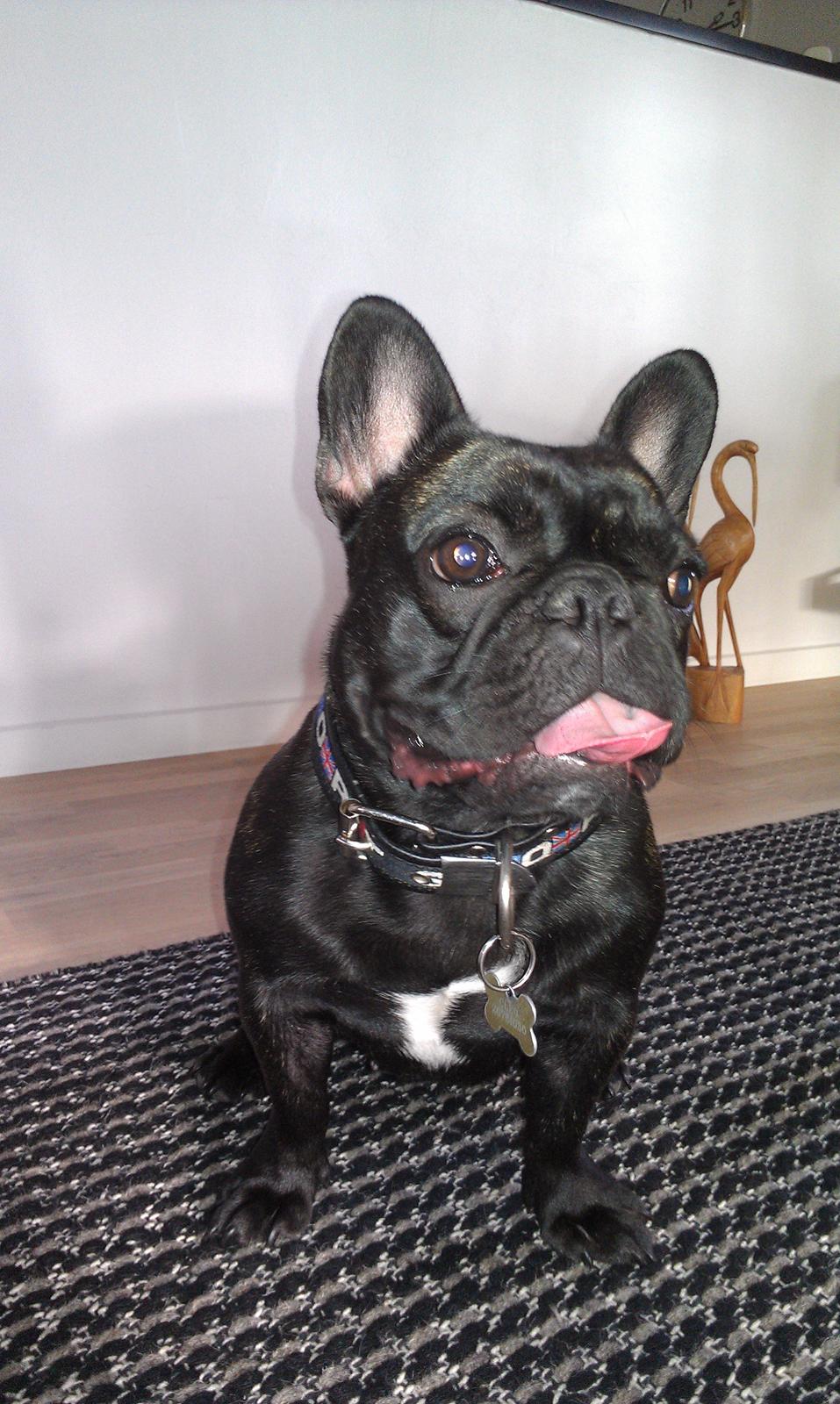 Fransk bulldog Cleo billede 15