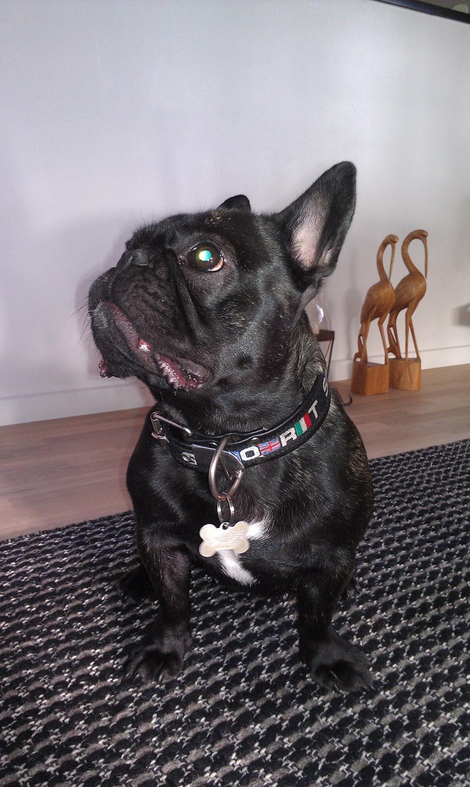 Fransk bulldog Cleo billede 16