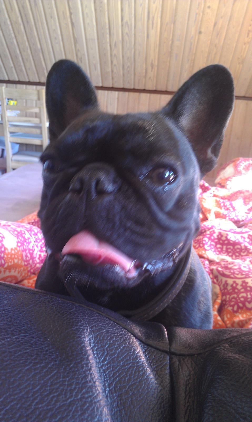 Fransk bulldog Cleo billede 18