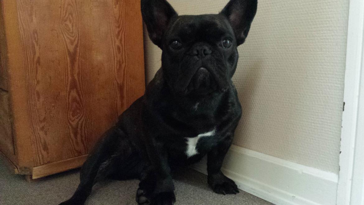 Fransk bulldog Cleo billede 19