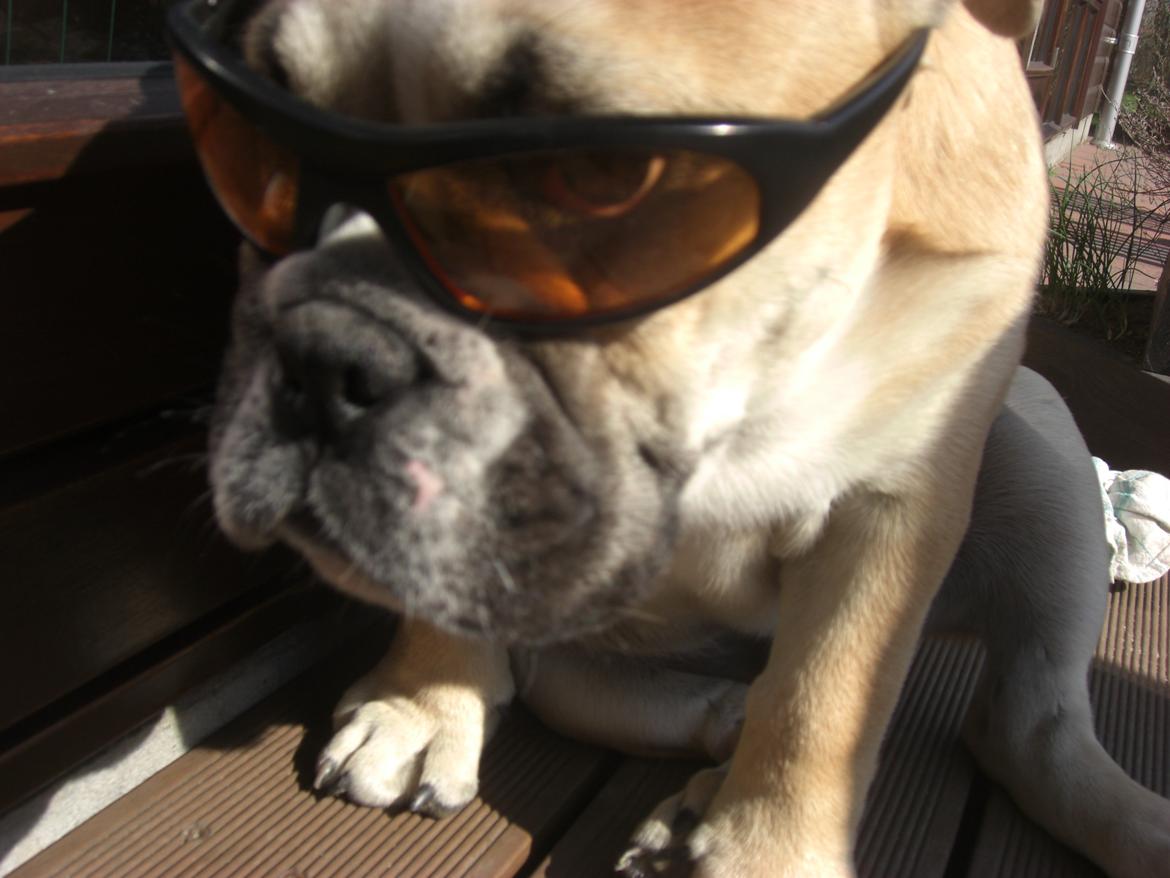 Engelsk bulldog Otto - Bad to the bone... billede 6