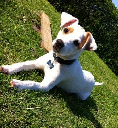 Dansk svensk gaardhund Liam - Nyder det gode vejr billede 1