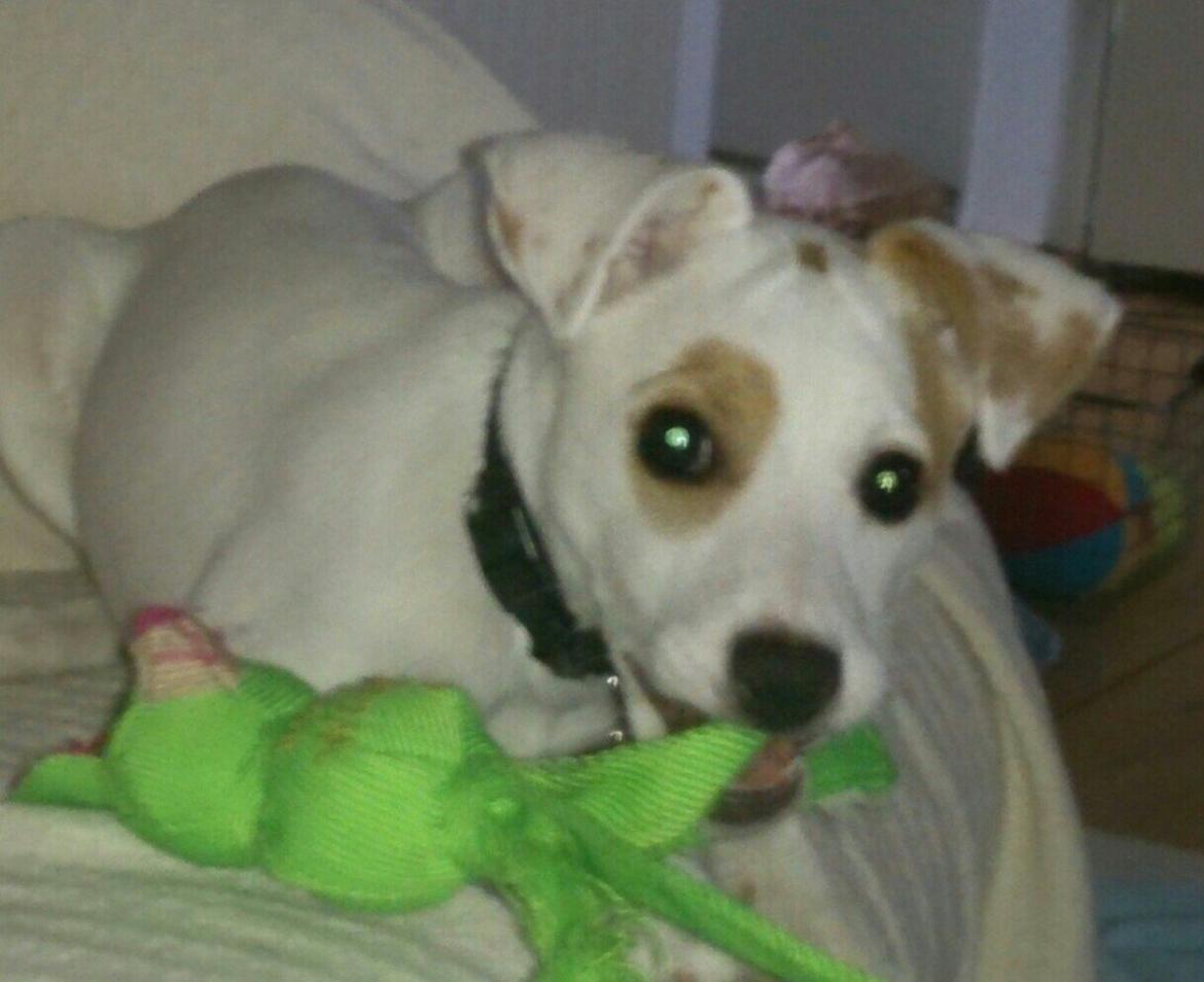 Dansk svensk gaardhund Liam - Fandt mit ynglings lege tøj, (Kurt) billede 2