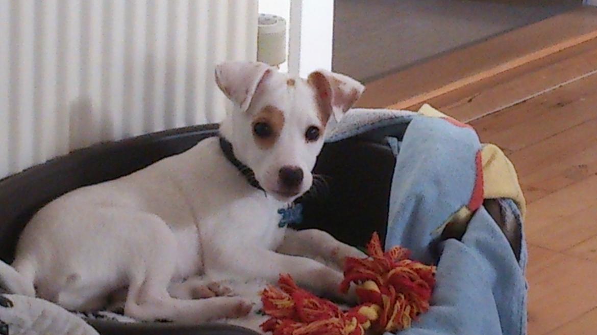 Dansk svensk gaardhund Liam billede 3