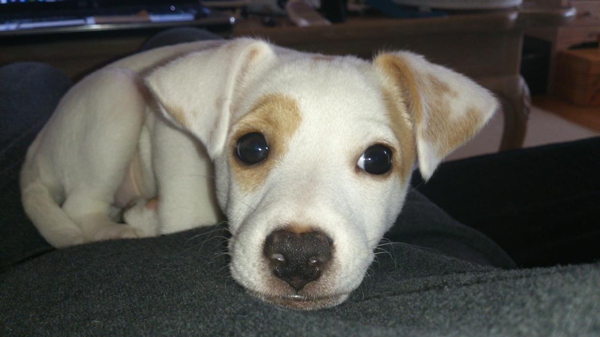 Dansk svensk gaardhund Liam billede 4