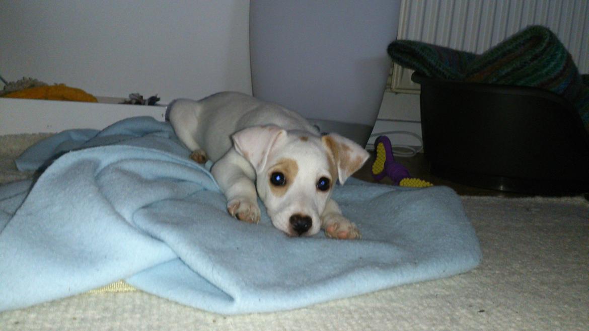 Dansk svensk gaardhund Liam billede 5