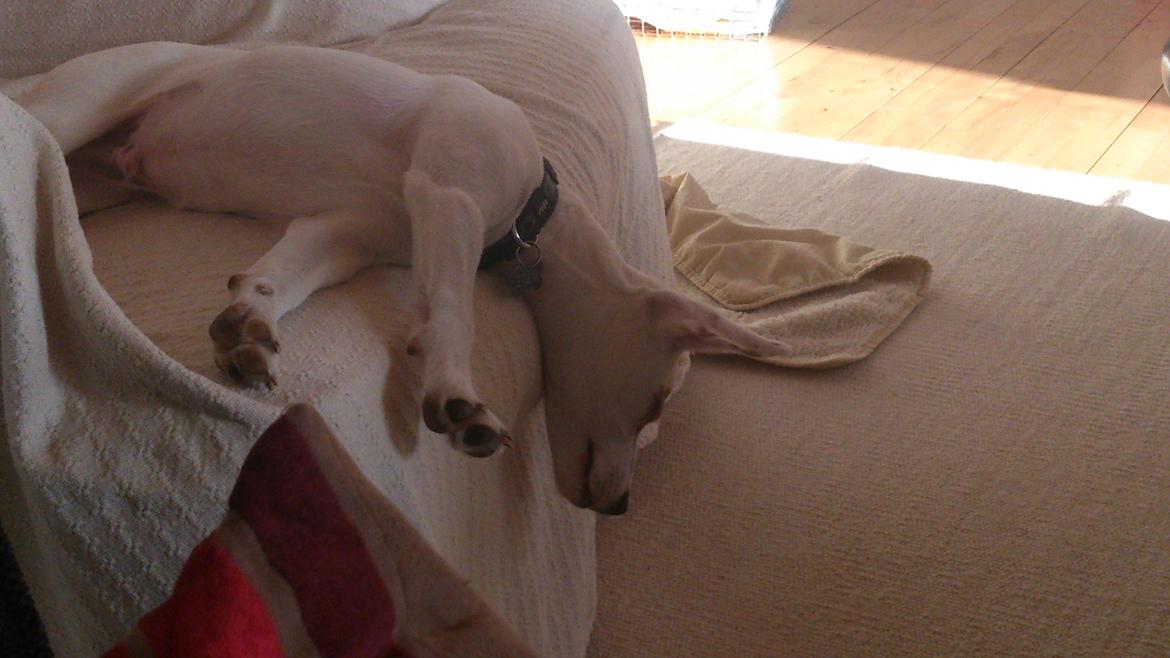 Dansk svensk gaardhund Liam - Blev lige lidt træt billede 6