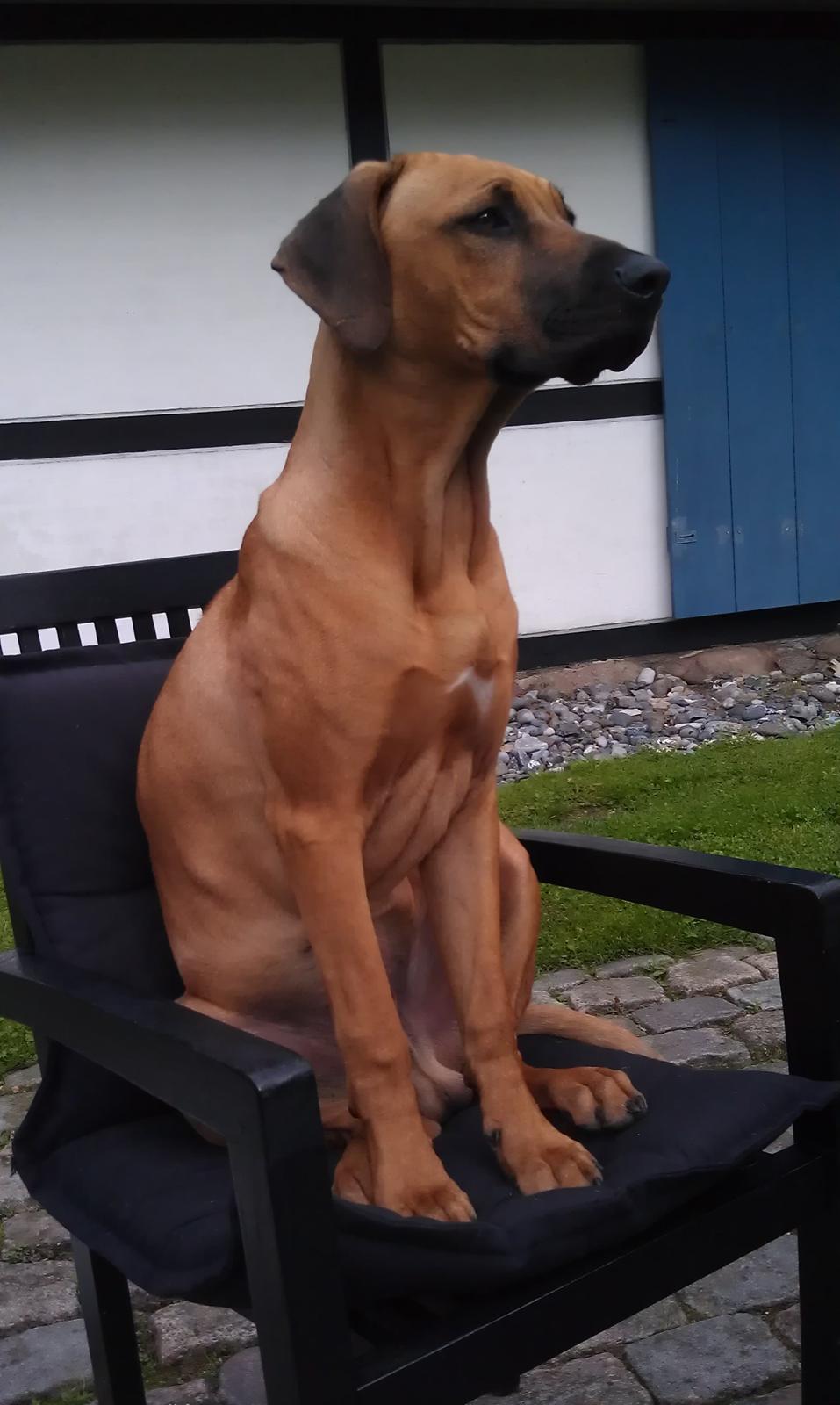 Rhodesian ridgeback Ajs billede 1