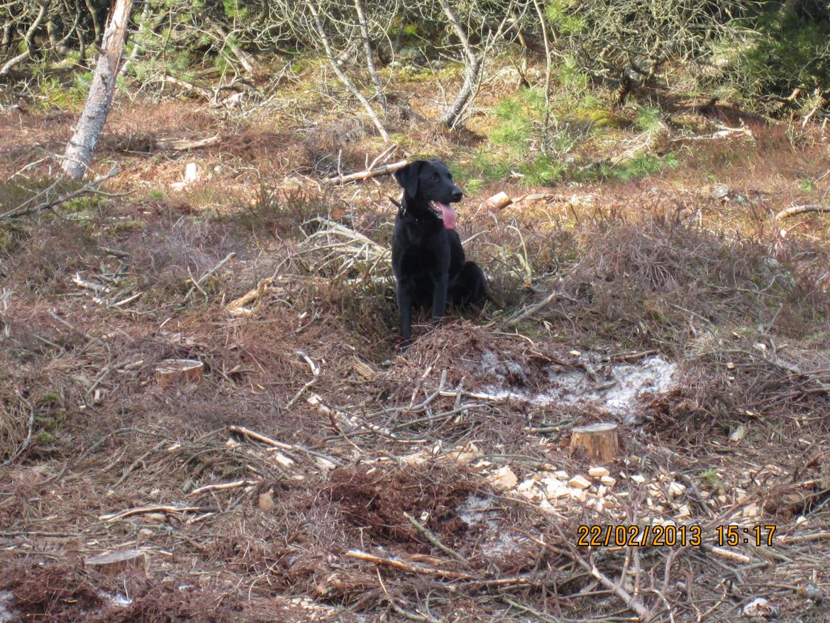 Labrador retriever Balto billede 9