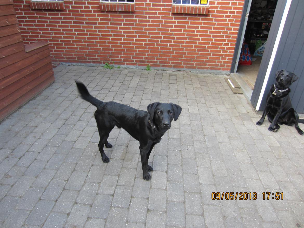 Labrador retriever Balto billede 10