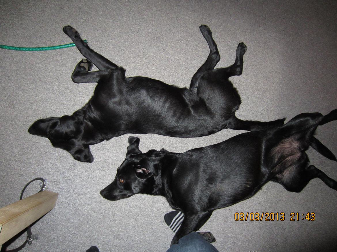 Labrador retriever Balto billede 11