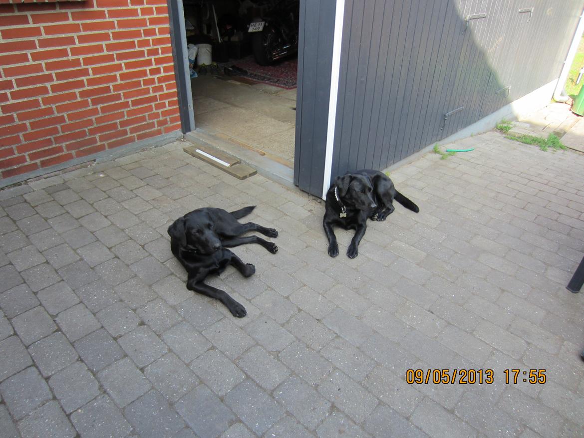 Labrador retriever Balto billede 12