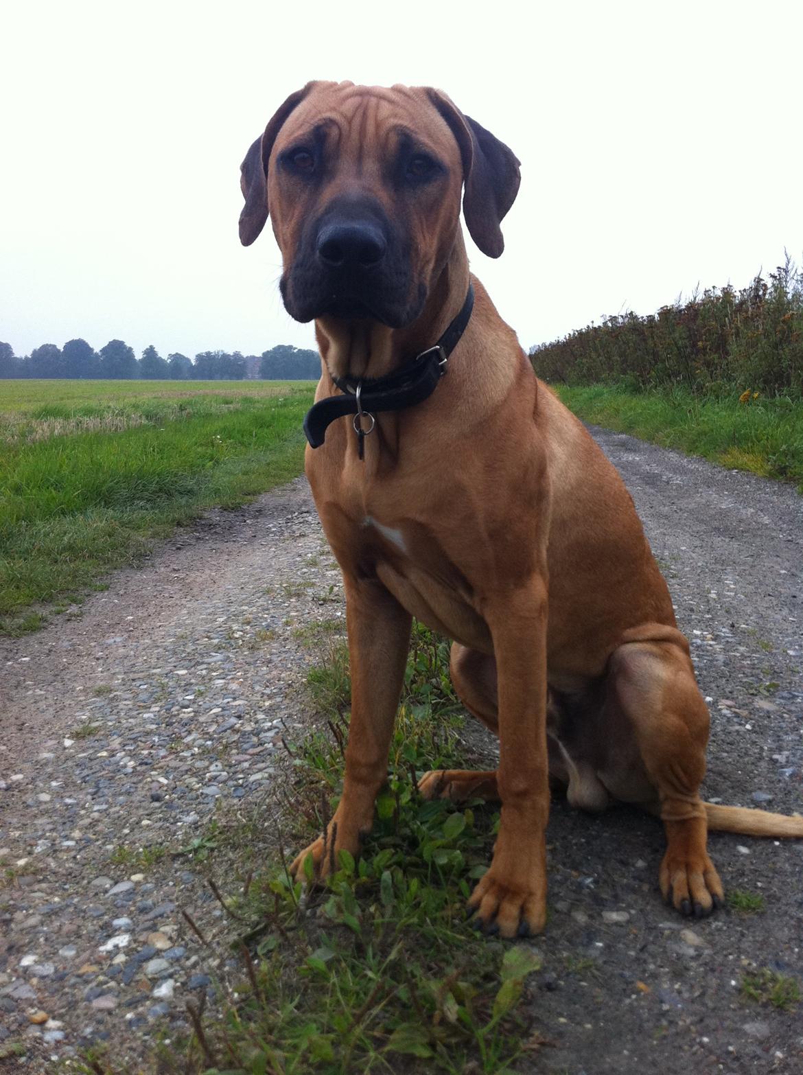 Rhodesian ridgeback Ajs billede 2