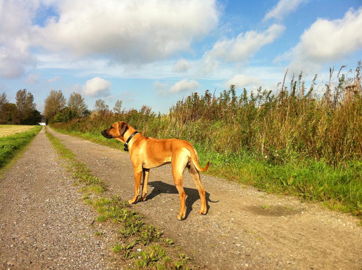 Rhodesian ridgeback Ajs billede 3