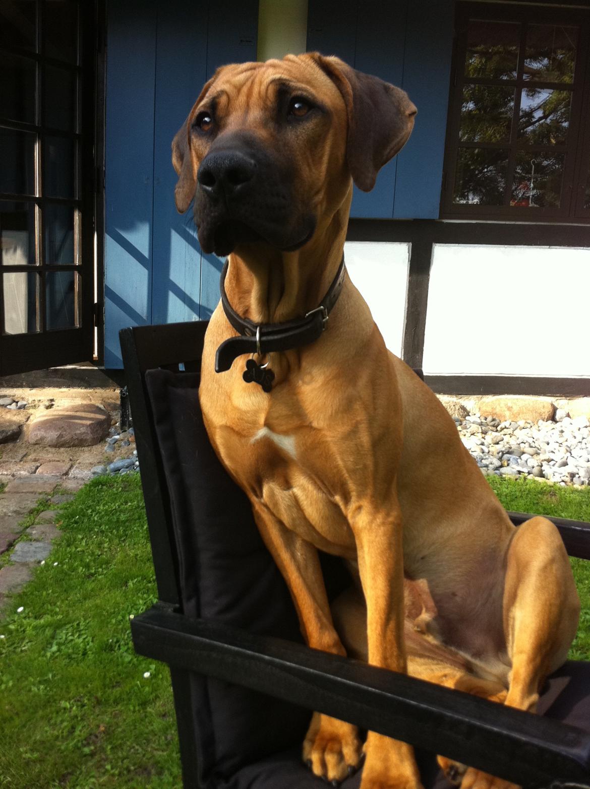 Rhodesian ridgeback Ajs billede 4