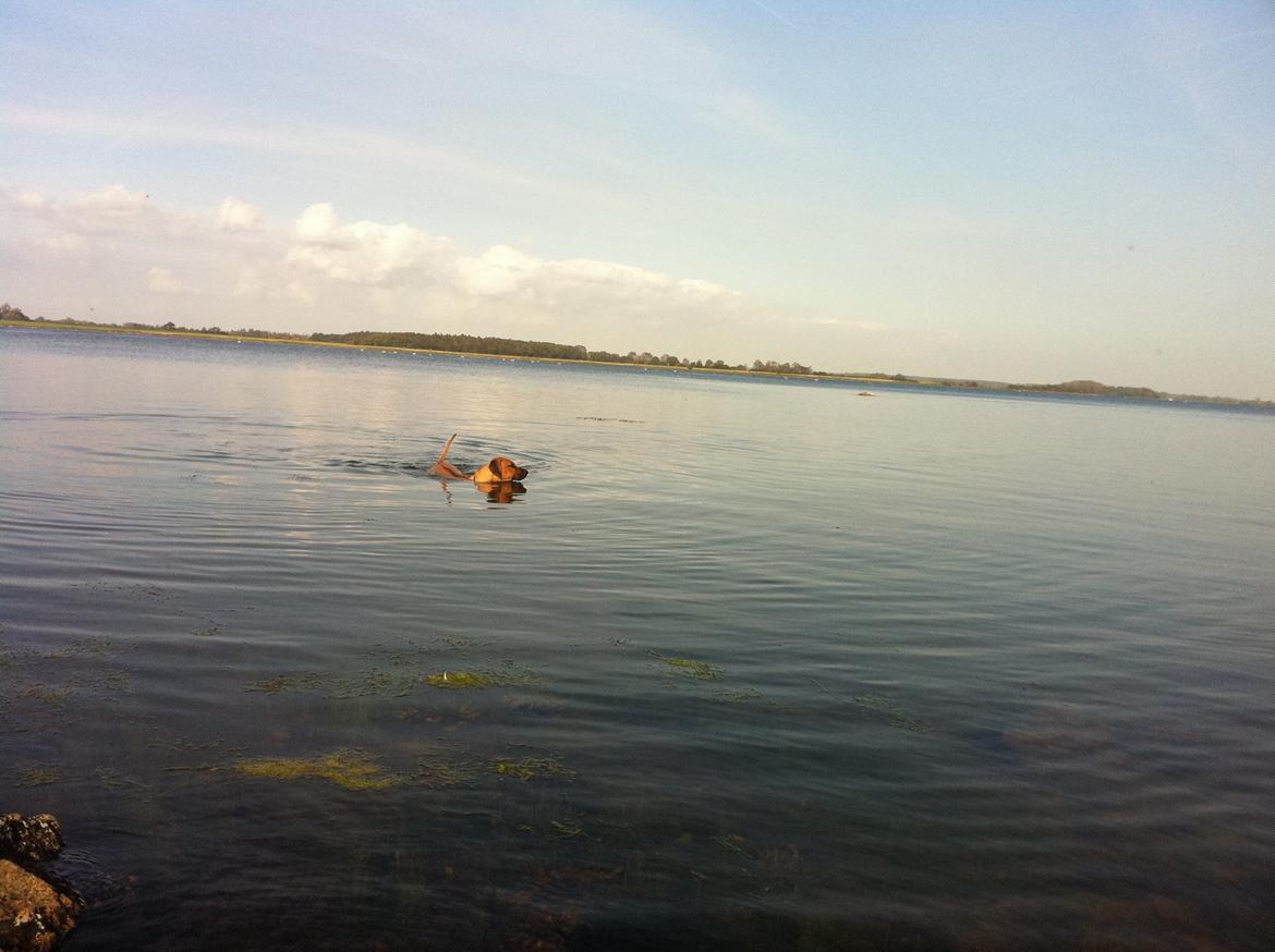 Rhodesian ridgeback Ajs billede 5