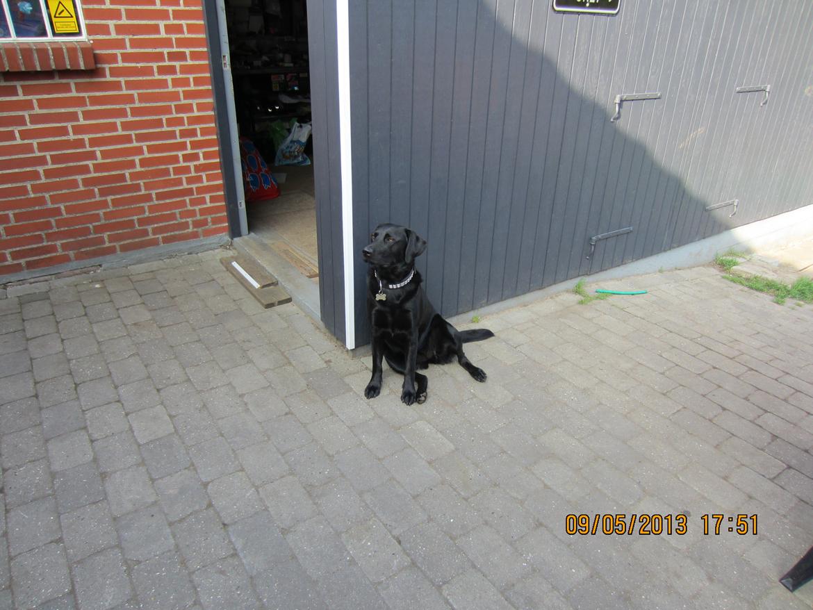 Labrador retriever Molly - Har overblik, der skal ikke ske noget som jeg ikke ser. billede 17