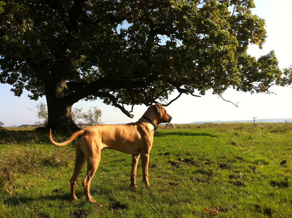 Rhodesian ridgeback Ajs billede 6