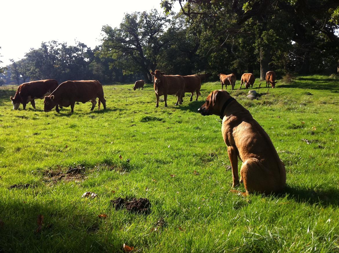 Rhodesian ridgeback Ajs billede 8