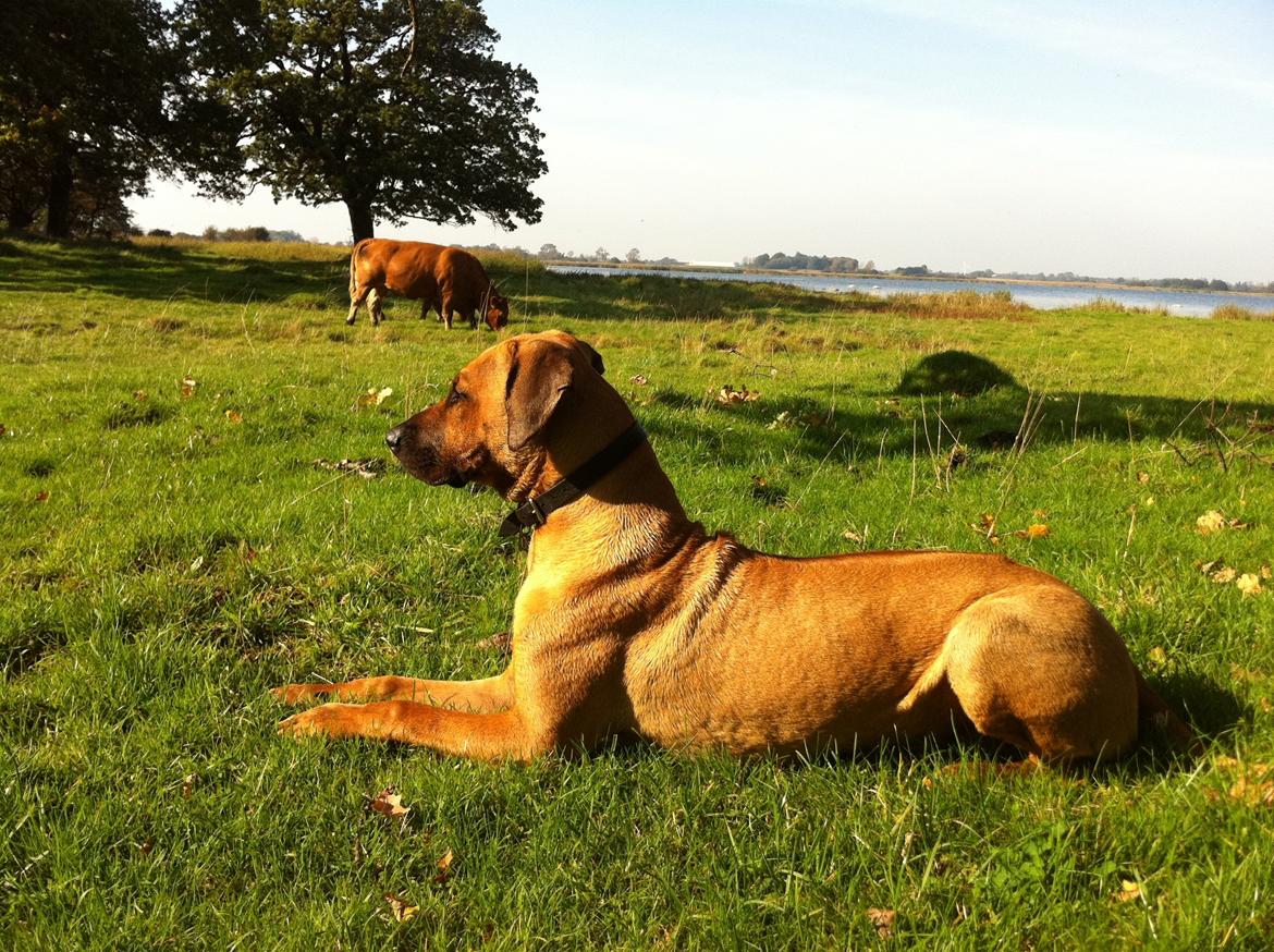Rhodesian ridgeback Ajs billede 9
