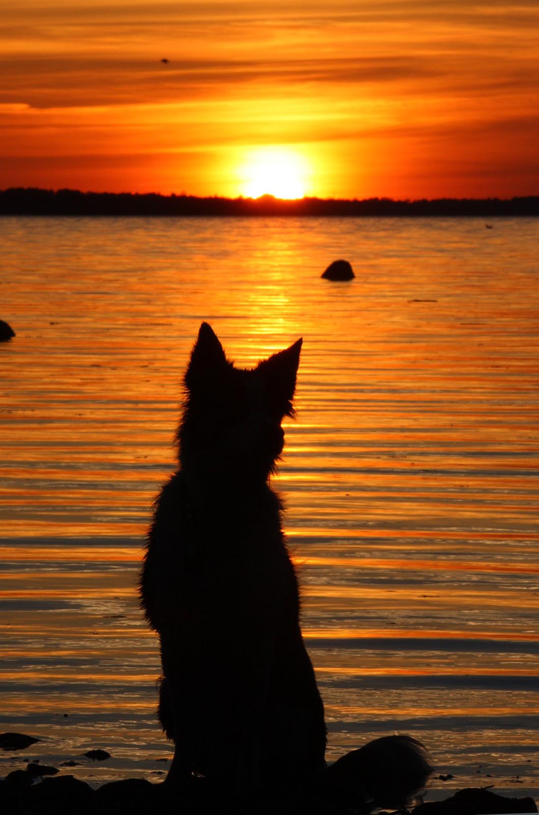 Border collie Tia - 12 år billede 4