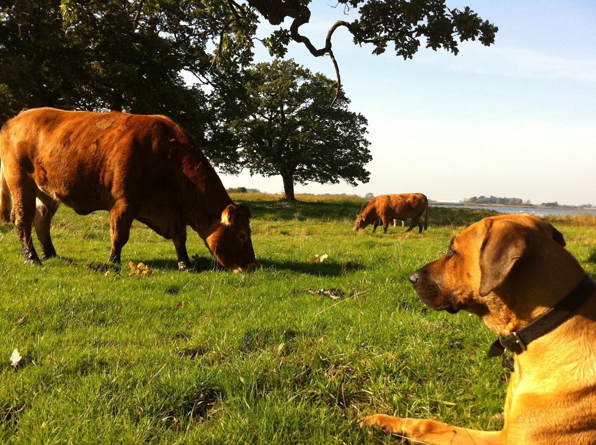 Rhodesian ridgeback Ajs billede 10