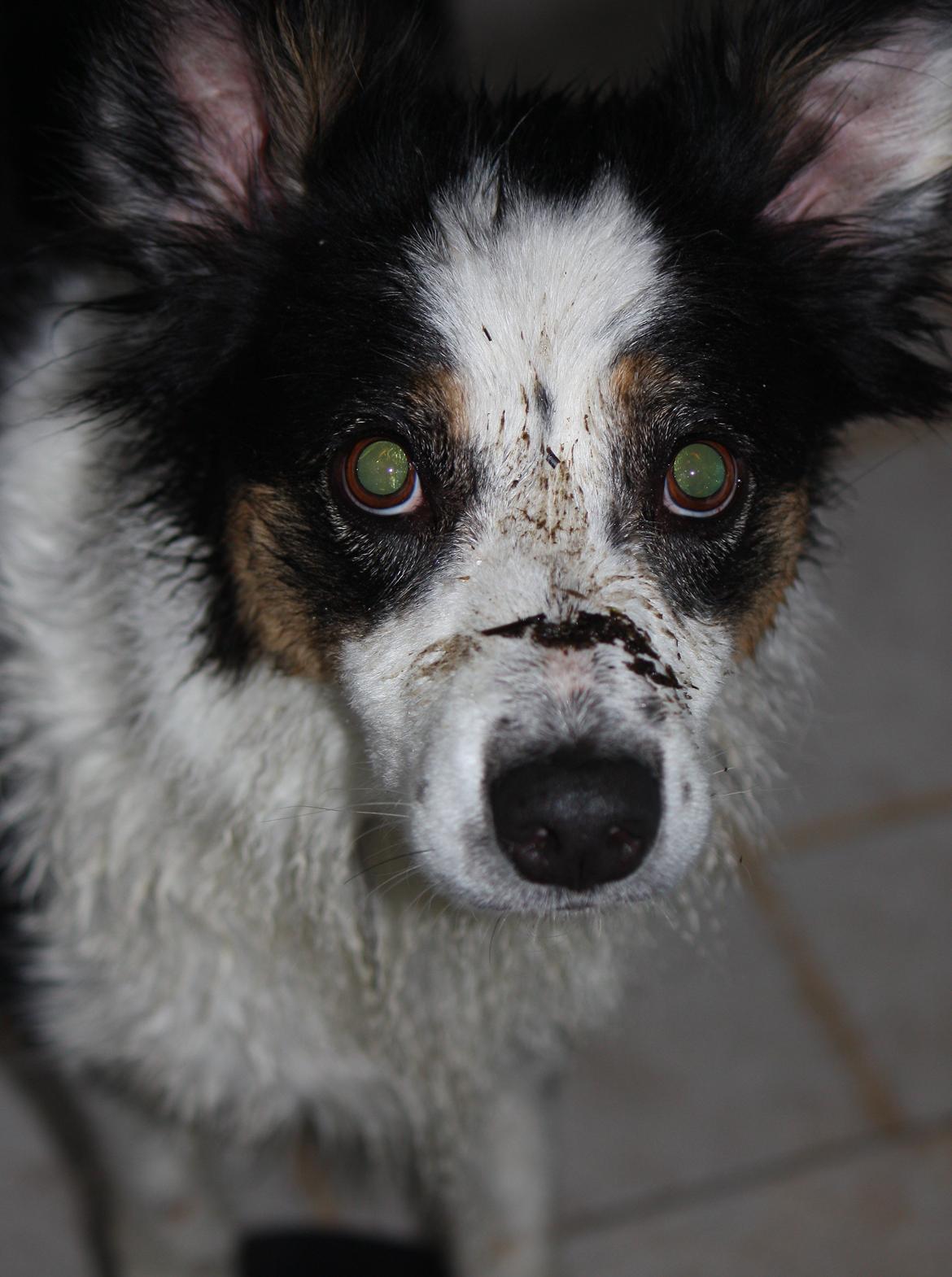 Border collie Tia - 12 år billede 6