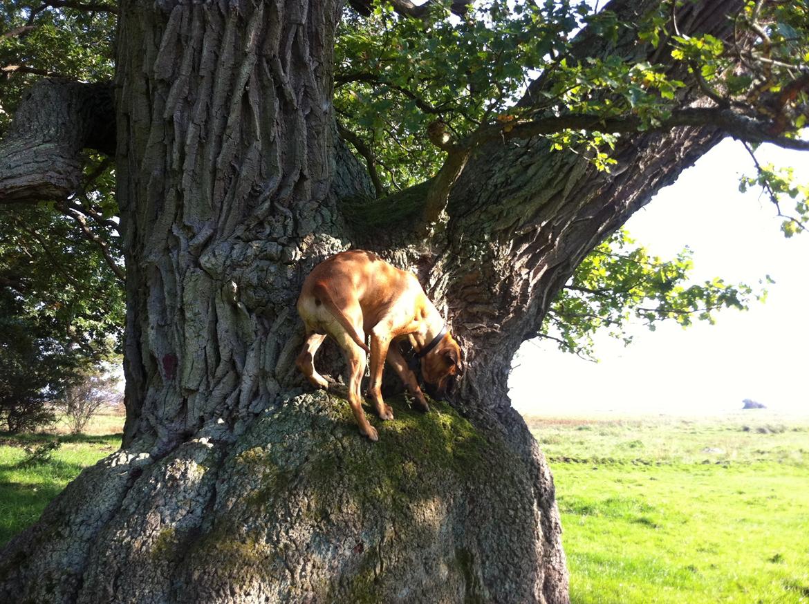 Rhodesian ridgeback Ajs billede 11