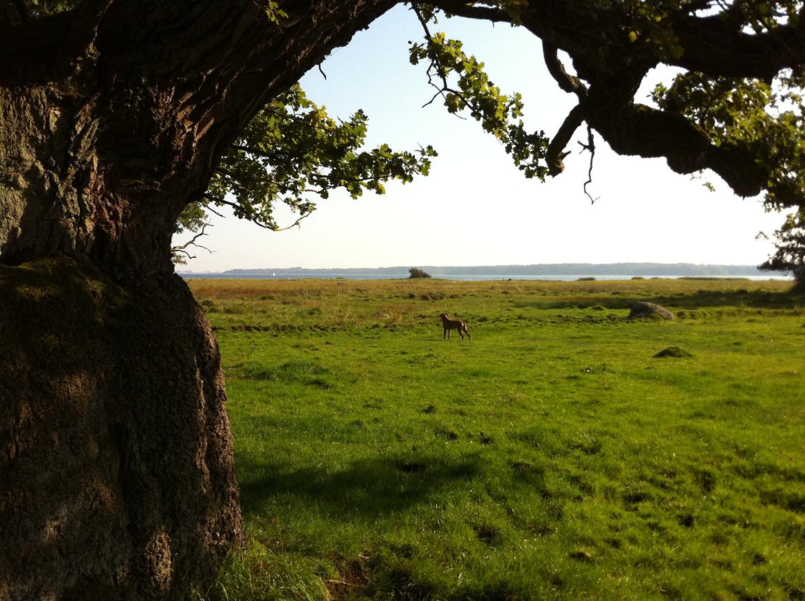Rhodesian ridgeback Ajs billede 12