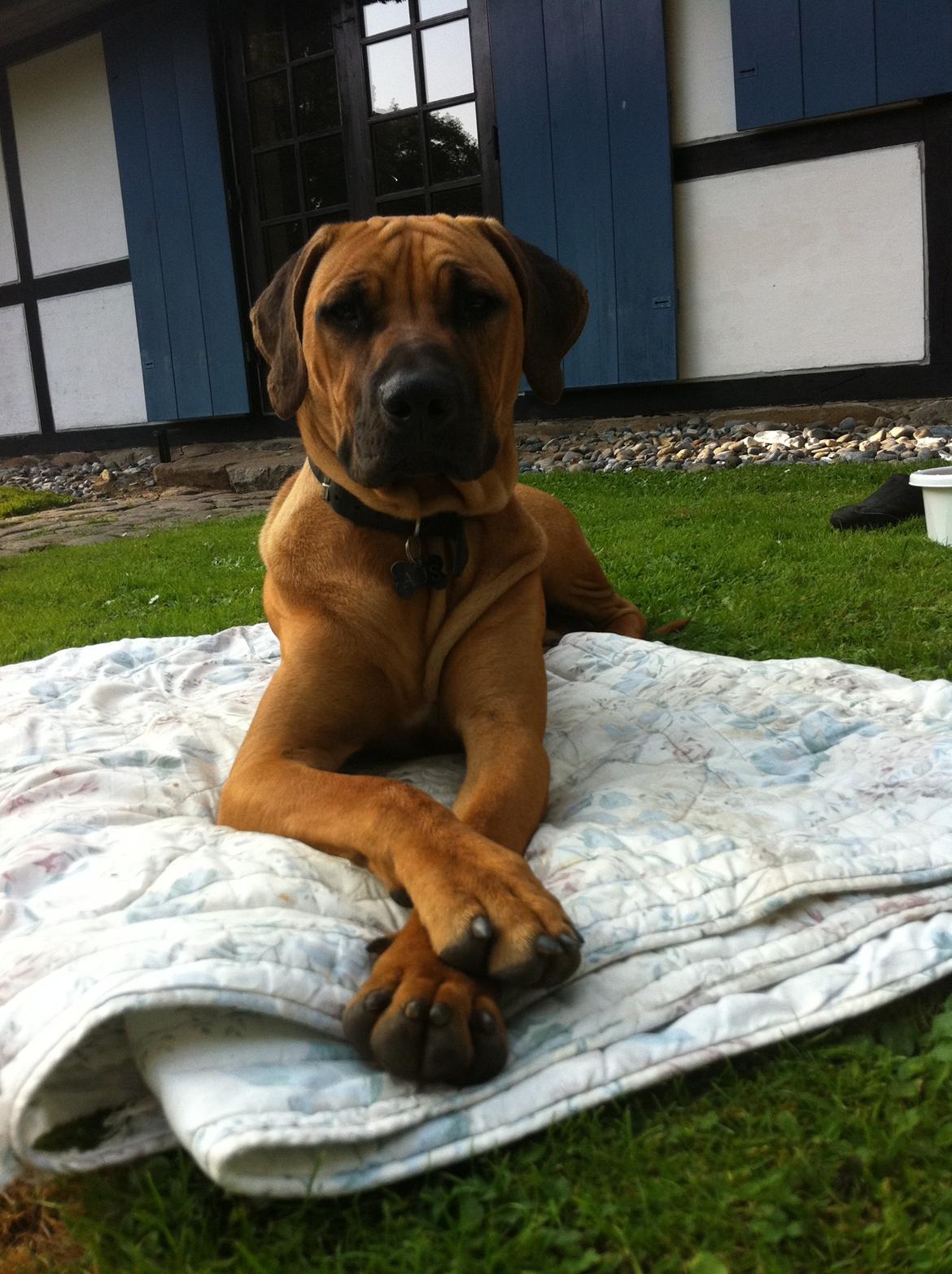 Rhodesian ridgeback Ajs billede 13